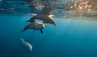 Dolphin