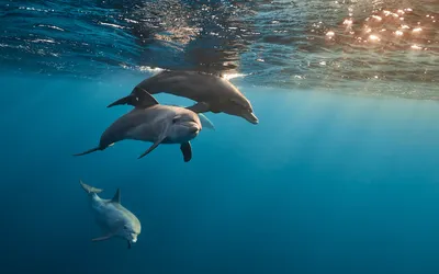 Dolphin