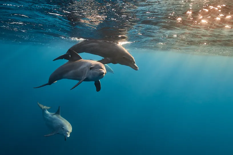 Dolphin