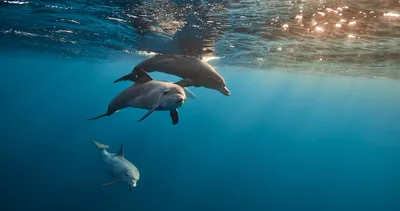 Dolphin