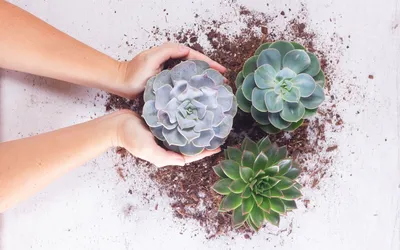 Succulent