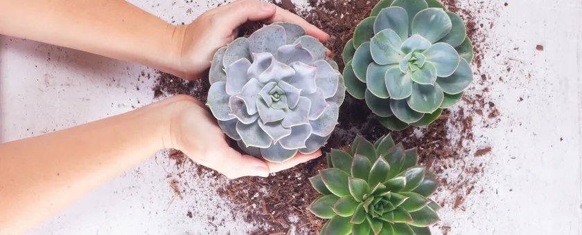 Succulent