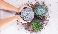 Succulent