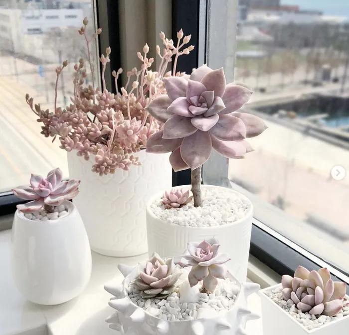 succulents